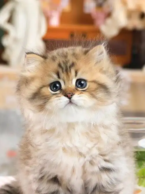 金色金吉拉稀有毛色无辜脸