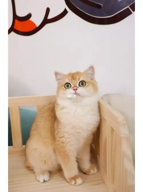 ny12色金渐层弟弟