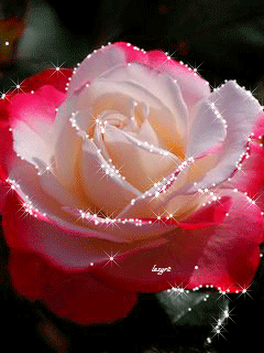 gif# #鲜花# #玫瑰# 灬铃兰灬采集