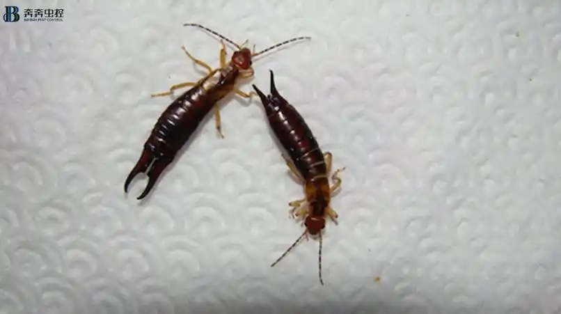 注意威风凛凛的蠼螋开始肆虐了奔奔虫控