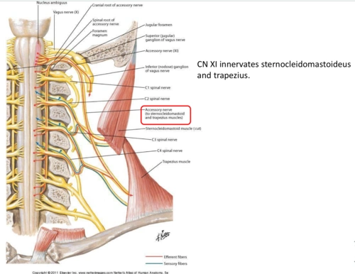 anatomy 3- cranial nerve ix, x, xi, & xii