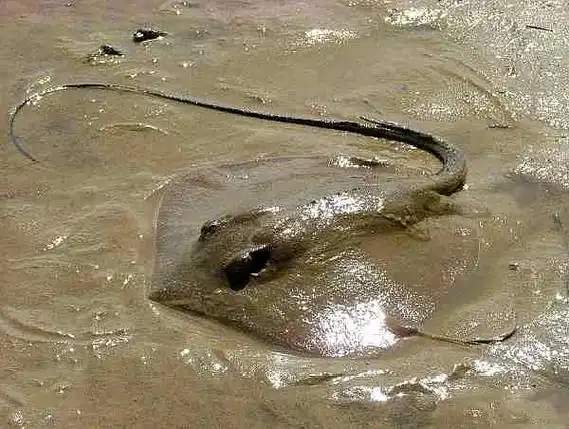 青岛人说的"老板鱼"是什么鱼?尾巴一根长针有毒