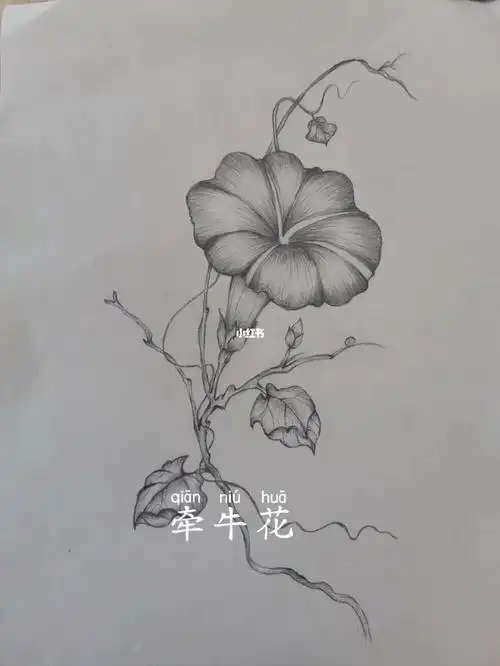 牵牛花