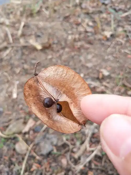 栾树的种子.采集于解放公园.