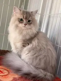 陆慕英短长毛猫