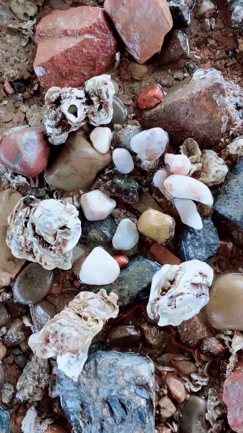 海边捡的石头,谁能告诉我值钱不这石头,用不用带回家?