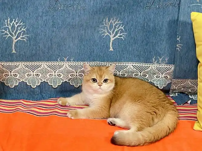 我家12色金渐层妹妹种母