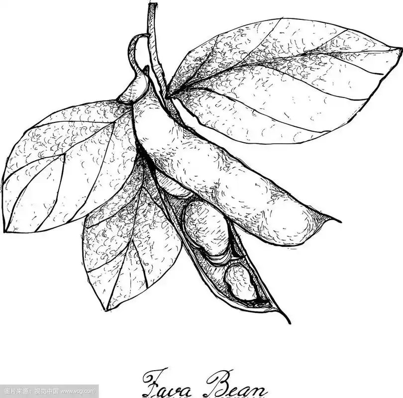 手绘的新鲜的绿蚕豆