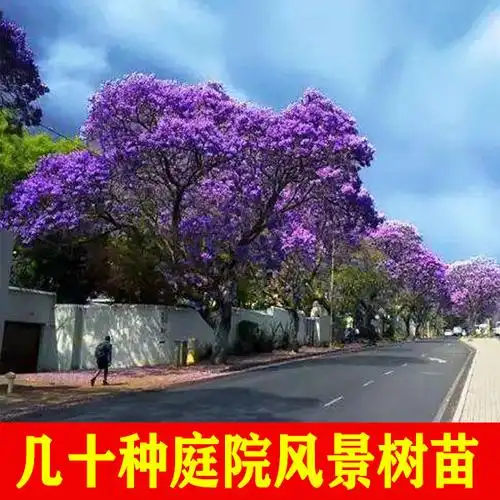 别墅 庭院绿化植物四季 树苗蓝花楹镇宅大树苗树木盆栽名贵风景树