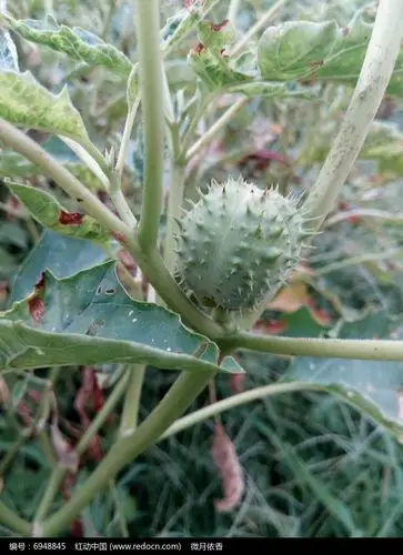 原创摄影图 动物植物 花卉花草 带刺的杂草 素材描述:红动网提供花卉
