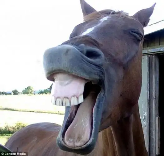 动物们笑翻人的憨笑表情_新闻台_中国网络电视台