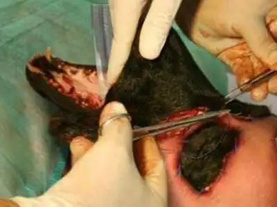 整形无奇不有 世界第一例狗头人