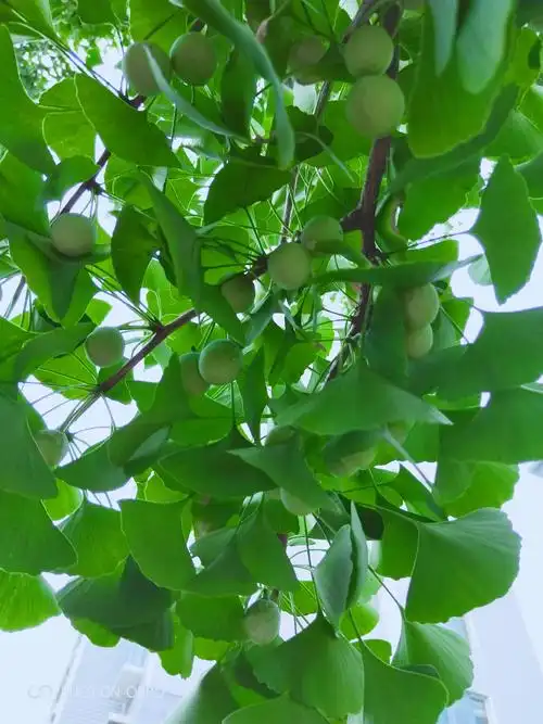 万把扇开银杏树