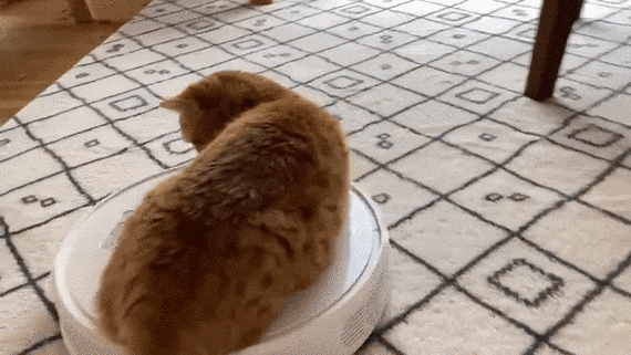 爆笑沙雕猫动图,看完笑足3天3夜!