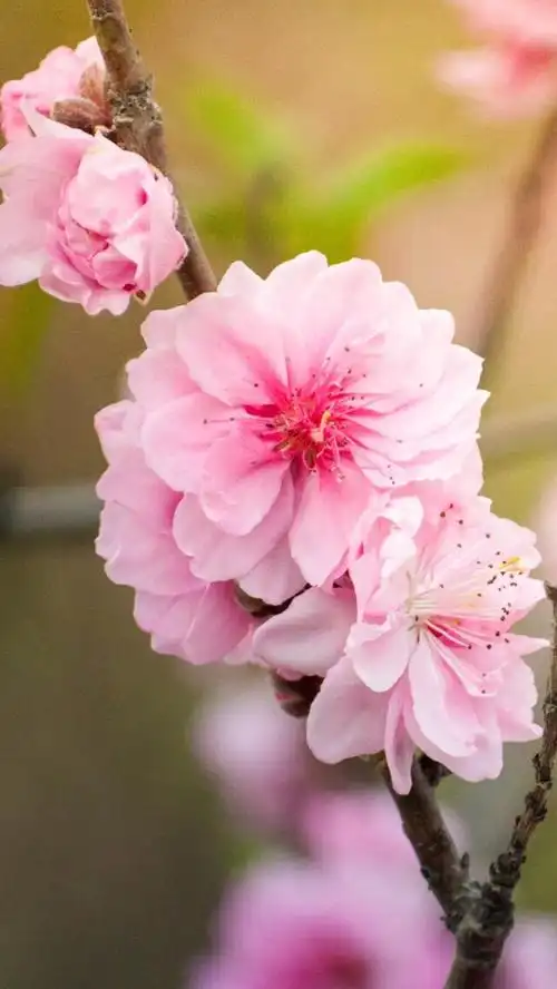 【虎斑收录】高清壁纸 植物 花卉 唯美图片 优美图片