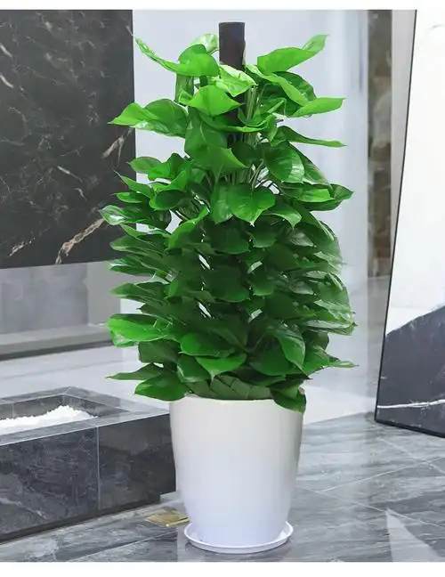 绿萝柱大型绿箩租赁装饰摆件绿植办公室室内盆栽约15米黑螺纹盆带盆栽