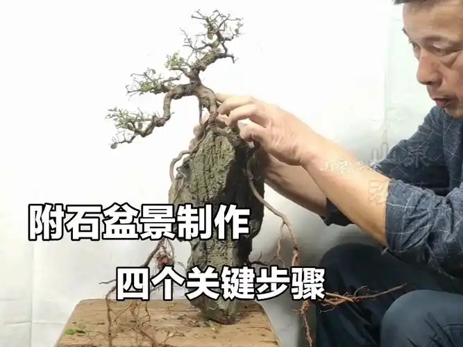 掌握附石盆景四个制作重点动手造型简单轻松