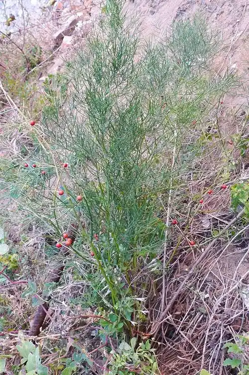 我见到的山东本土植物和园林栽培植物(309)兴安天门冬
