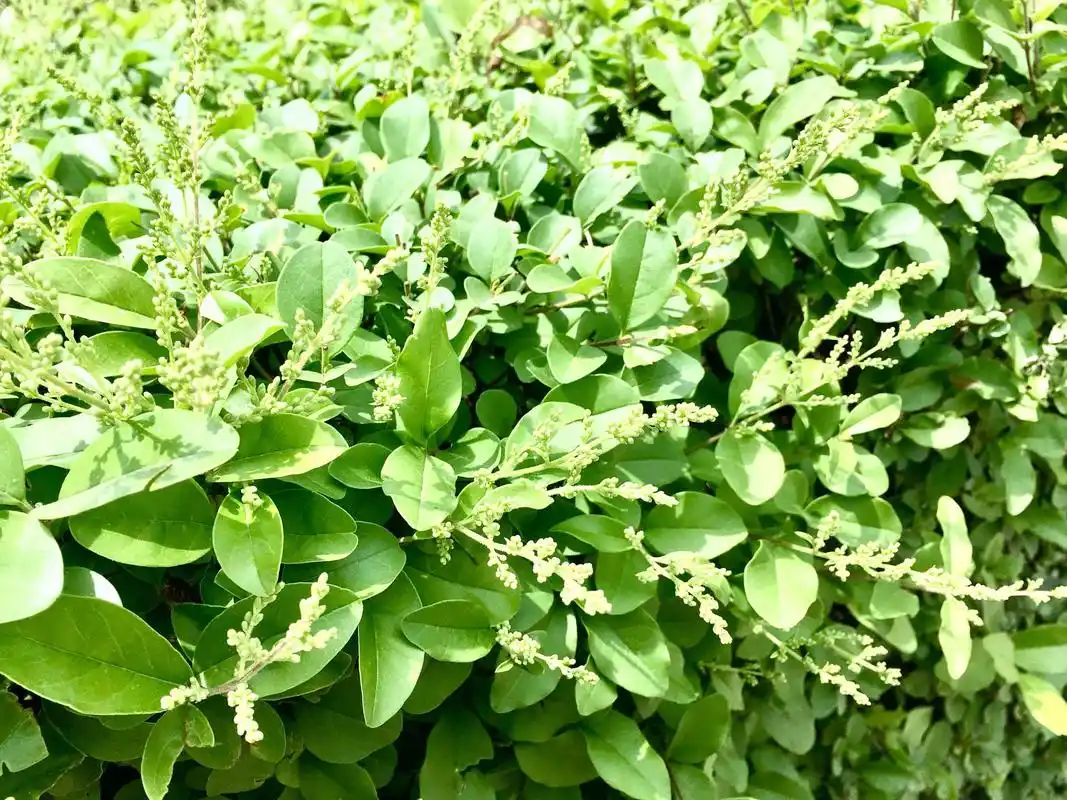 仟朵花木网|小叶女贞的养护(1)