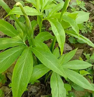 野生虎掌有需要的吗根部入药