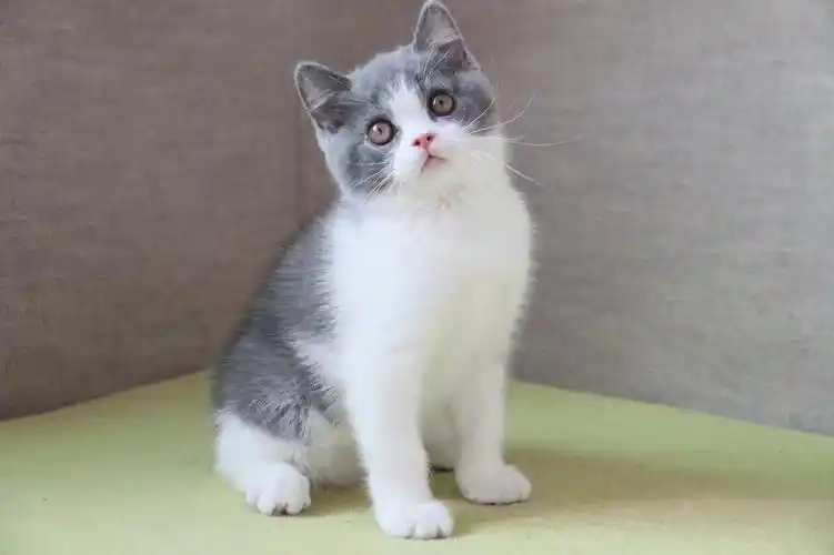 为什么不建议养银渐层猫,养纯种蓝猫最忌讳什么