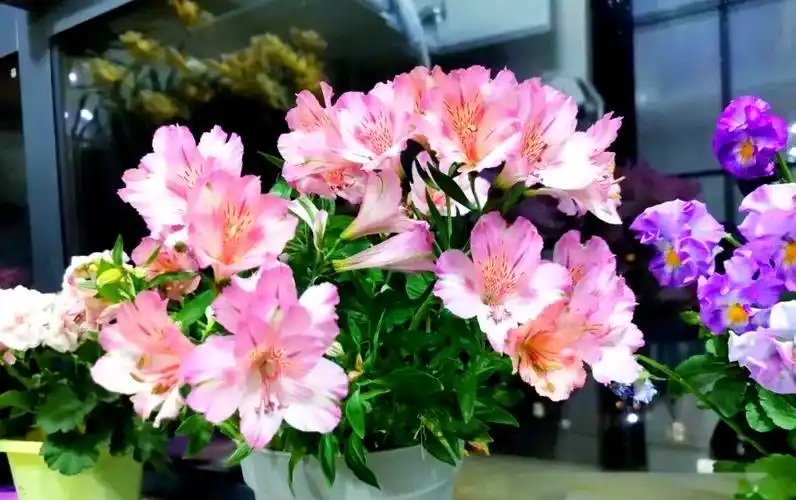 智利百合:美丽花卉的特征与种植指南