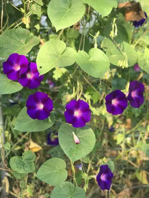 牵牛花的花语是什么,牵牛花代表什么那么作为大家喜爱的牵牛花,牵牛花