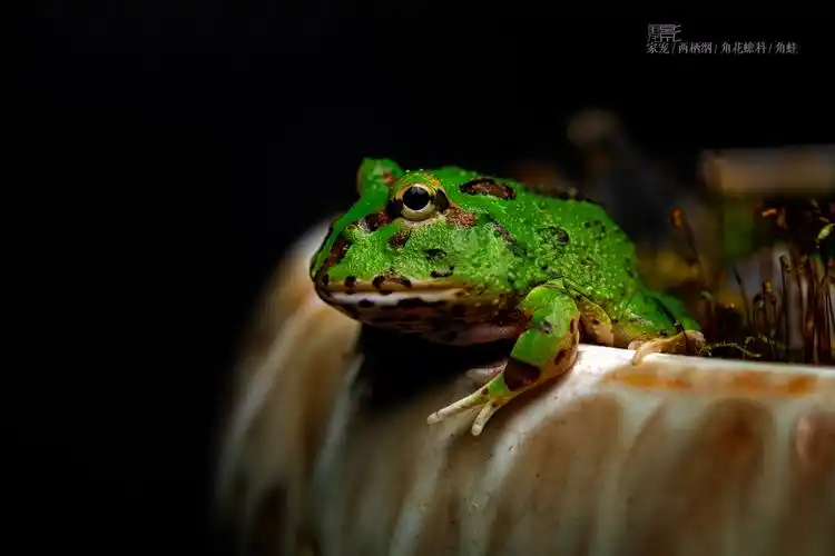 家有萌宠角蛙_生态_poco摄影
