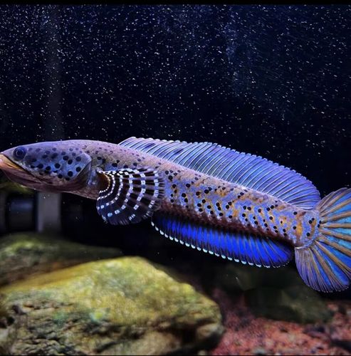 梦茜儿(mexemina)进口阿萨姆蓝帆奶茶雷龙鱼酒红七彩火背幻蓝雷龙鱼