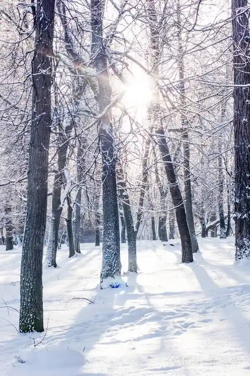 寒冷的冬天在美丽的雪林