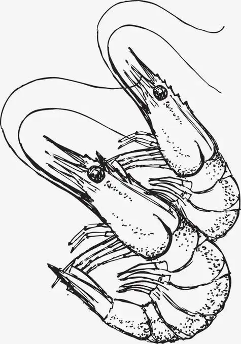 素描虾 - 长    风 - 抖音