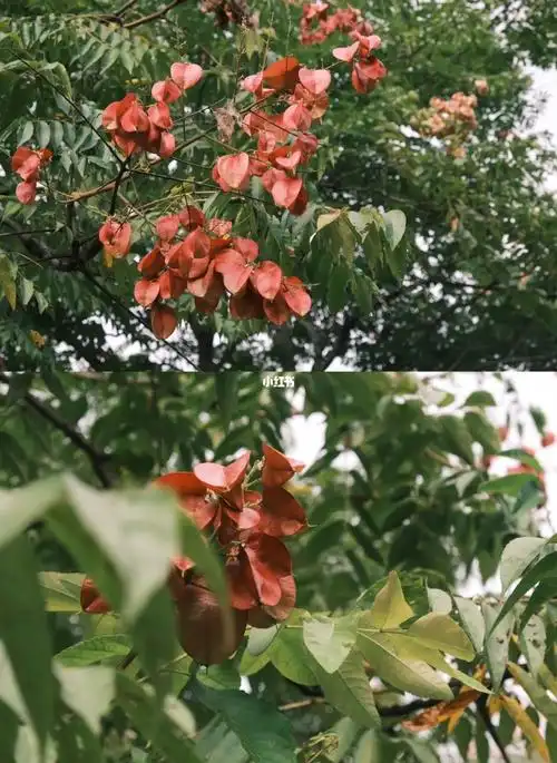 栾树带来的秋天