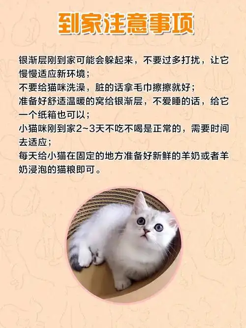 饲养攻略7199|英短银渐层怎么养?