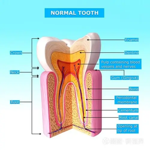 牙体解剖与名称