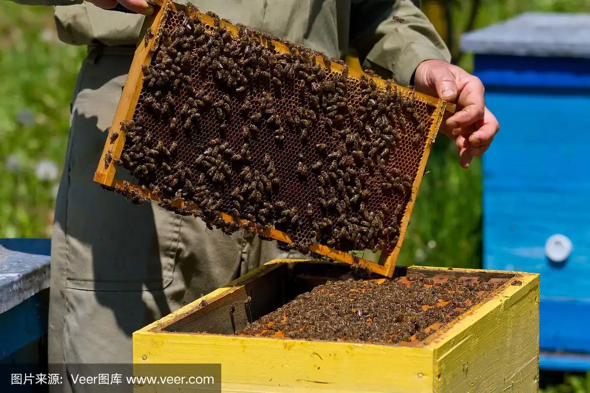 蜂巢的蜜蜂