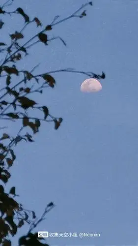 月亮挂在树梢