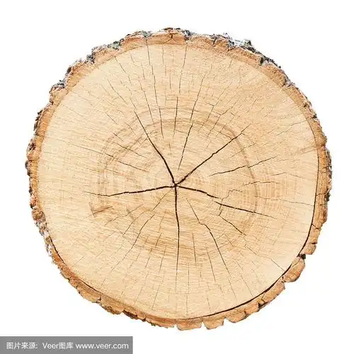 带年轮和裂纹纹理的孤立木材树剖面