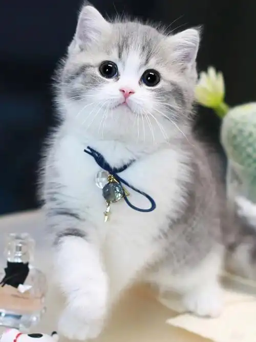 英短蓝虎斑加白弟弟