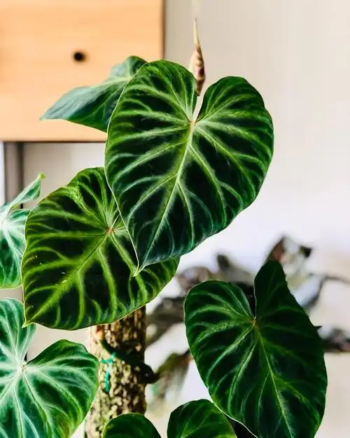 荧光蔓绿荷兰南美腿毛进口ins热植盆栽王先绿植