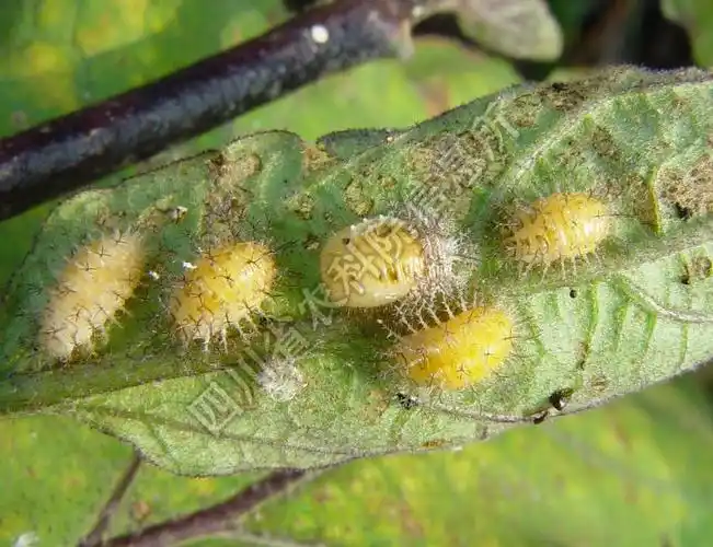[图2]茄二十八星瓢虫—低龄幼虫