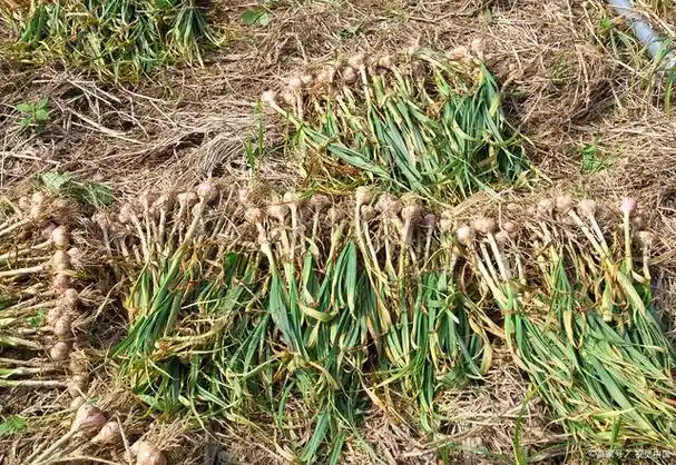 麦冬的作用与组方搭配,改善咳嗽,口渴等症状,给健康赋能