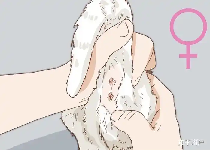 一个月大的猫怎么区分公母