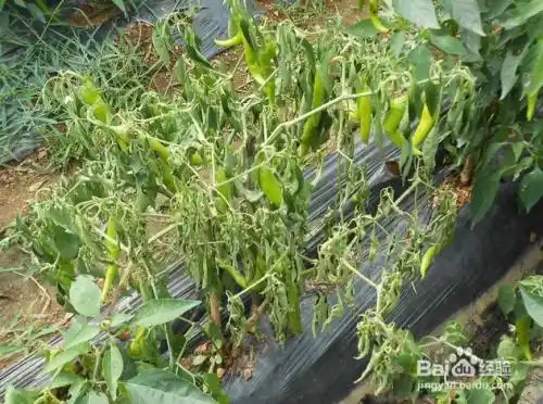 辣椒苗顶部枯萎怎么办