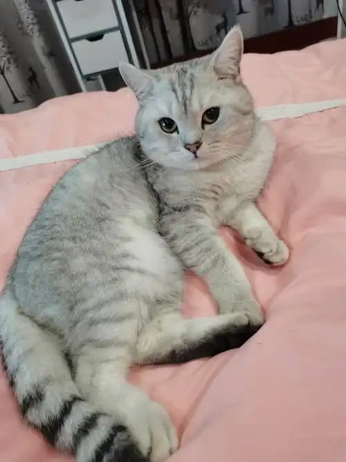 小常送样银渐层公