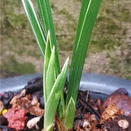 春兰水晶艺 - 兰花交易网