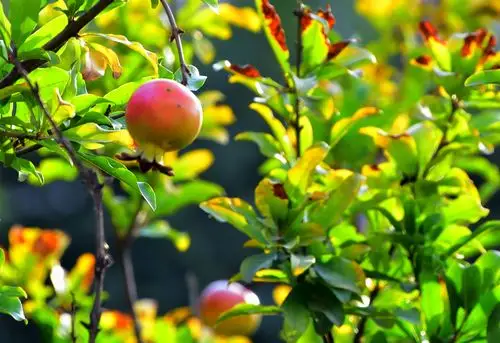 铜川新区华夏大道路旁的石榴,银杏熟了
