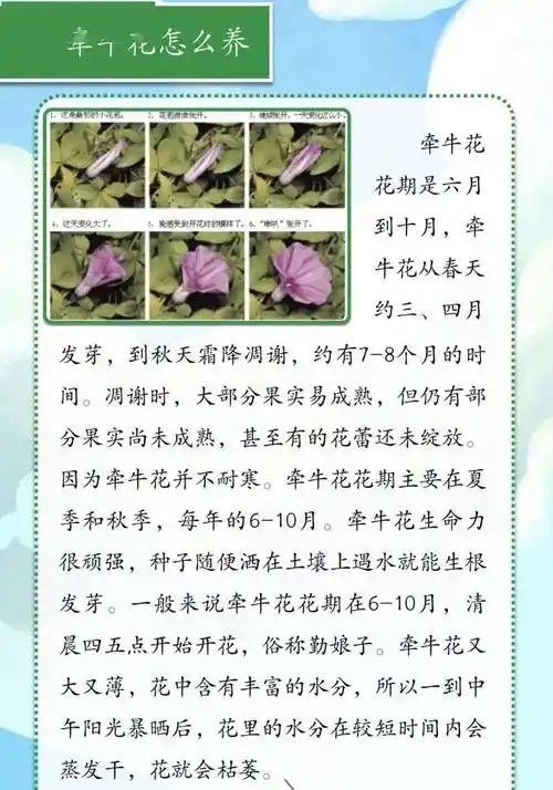 "森"入人心——丰师附小助力丰台创森 成果展示_活动_劳动_牵牛花