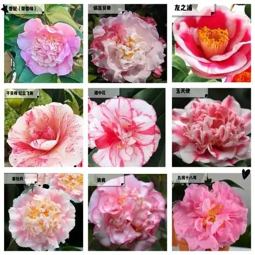 茶花图鉴|240种山茶花集合|附品种介绍(3/2)