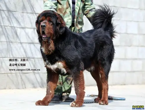 古老版虎头獒——北京哮天獒园画册 - 藏獒交易 - 猛犬俱乐部-中国