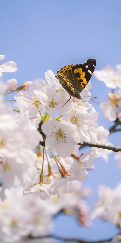 清新淡雅唯美梨花微距,高清图片-壁纸族